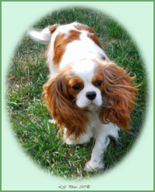 Devine Cavaliers