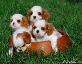 Devine Puppies